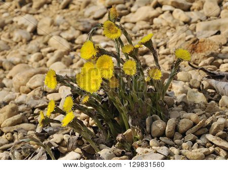Colts Foot - Tussilago farfara Flowering on gravel