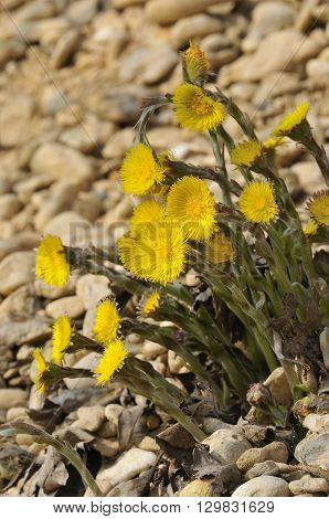 Colts Foot - Tussilago farfara Flowering on gravel