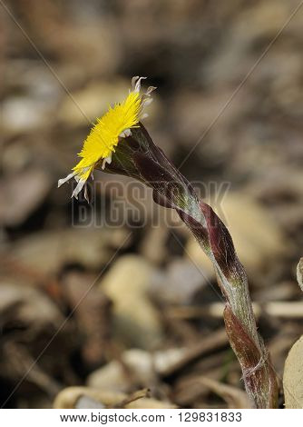 Colt's Foot - Tussilago farfara
Yellow Spring Flower