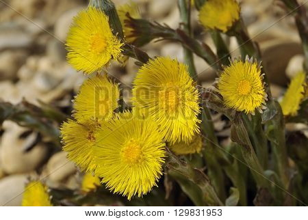 Colts Foot - Tussilago farfara Flowering on gravel