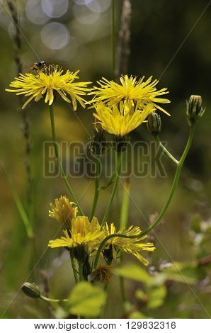 Smooth Hawksbeard - Crepis capillaris Grassland Wild Flower with Hoverfly