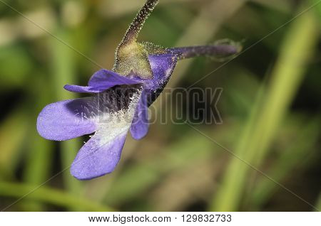 Common Butterwort - Pinguicula vulgaris Closeup of flower