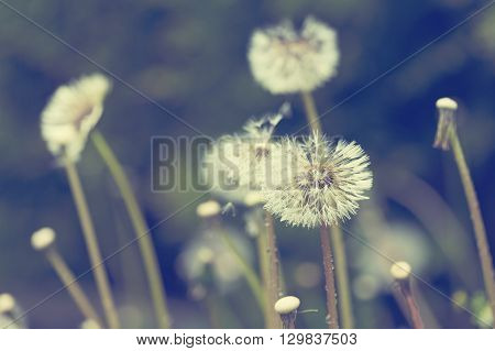 Close Up Of Dandelion On Background Green Grass
