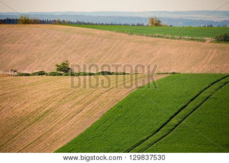 Beautiful Summer Rural Landscape