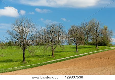 Beautiful Summer Rural Landscape