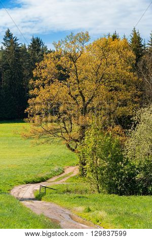 Rural Path With Trees Next To Meadows