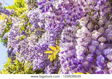 floral background blur beautiful purple wisteria blossoms in the park