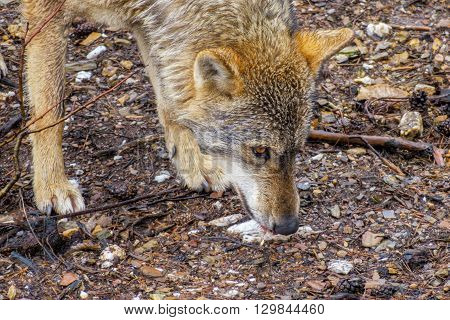 Side view of wet Canis Lupus Signatus sniffing in the bush