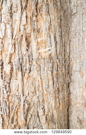 Classic old wooden texture background stock photo