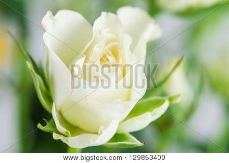 white shrub rose bush on floral background