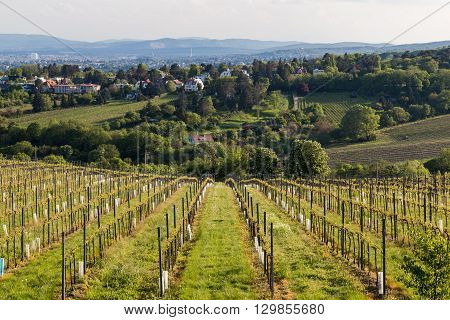 VIENNA AUSTRIA - 7TH MAY 2016: Part of Kahlenberg and wineries on the outskirts of Vienna during the spring. Wine plantations can be seen starting to blossom