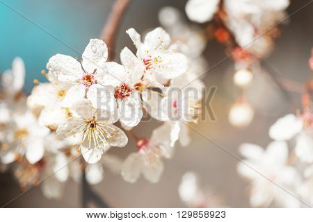 Beautiful spring white flowers on a tree with drops of dew on petals.