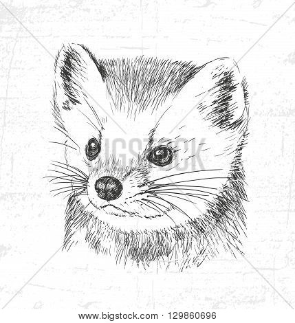 Marten wild animals. See also the other sets of animals.