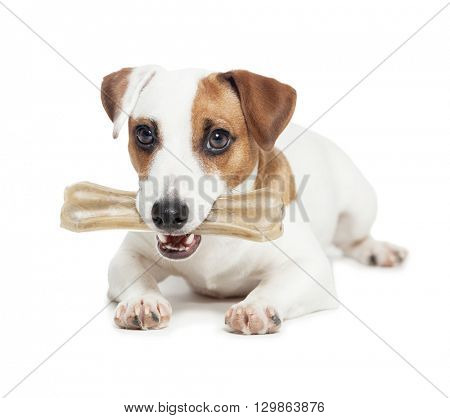 Puppy with bone. dog chewing on a bone