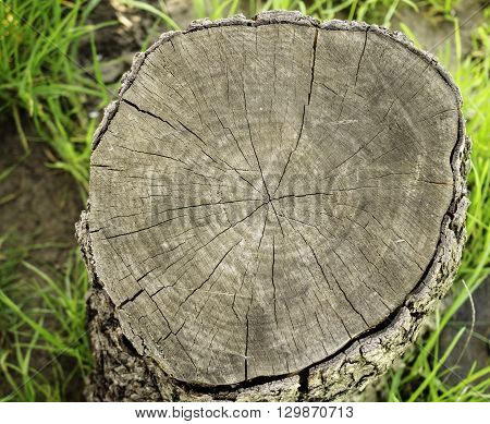Old stump cracked. Close-up. Gray abstract texture. Close-up.