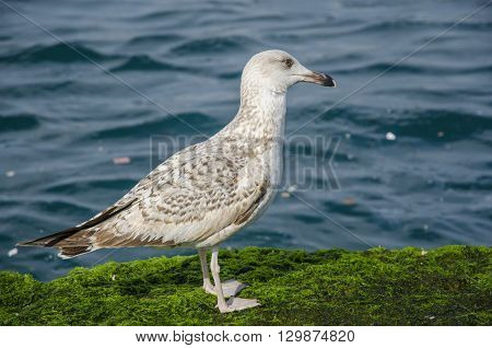 Seagulls on a mossy rock sea coastline.