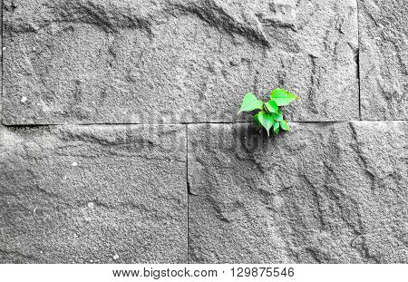 Pipal Leaf Growing Through Crack In Old Sand Stone Wall, Survival Concept