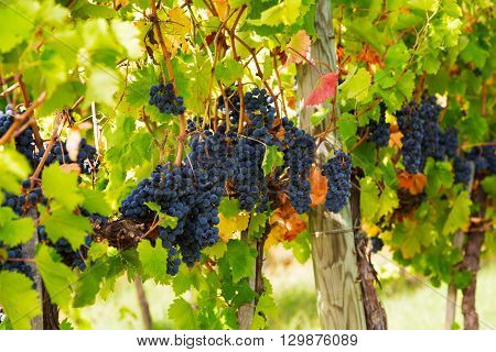 Closeup of bunch of red grape in the vinyard