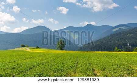 Nature In Liptov Region, Slovakia In Summer 2015