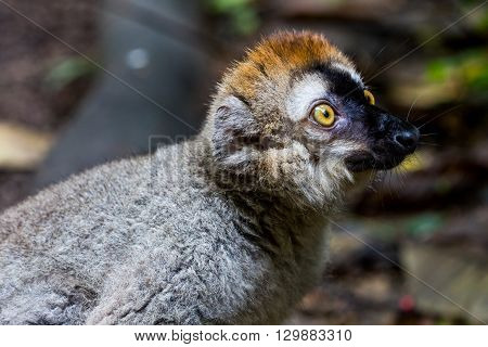 View Of A Lemur In A Zoo