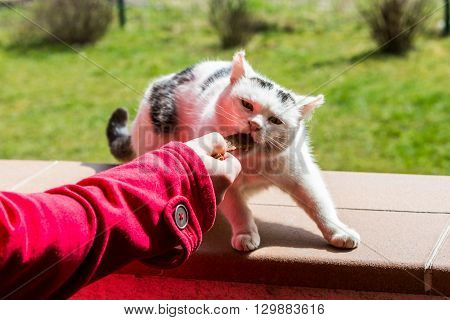 Young Woman With Pets In The Garden