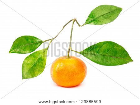 Tangerine with four leafs isolated on the white background with clipping path
