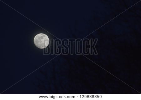 Noche oscura con la luna llena entre los arboles