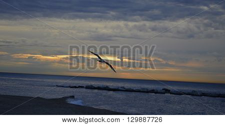 Pajaro en la playa durante el amanecer nublado