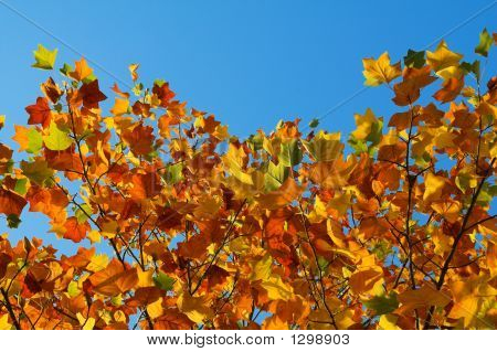 Fondo de otoño