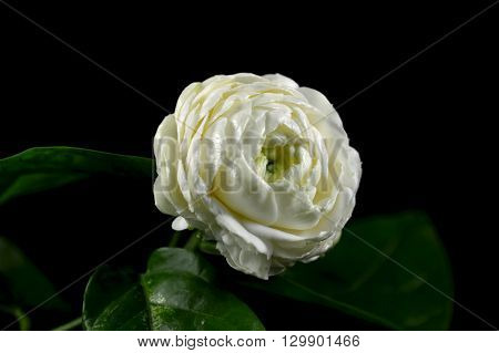 Jasmine flower, Jasminum sambac, Family Oleaceae, Central of Thailand