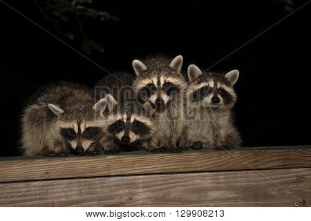 Four Cute Baby Raccoons On A Deck Railing