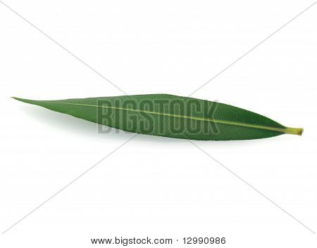 Grønne blade