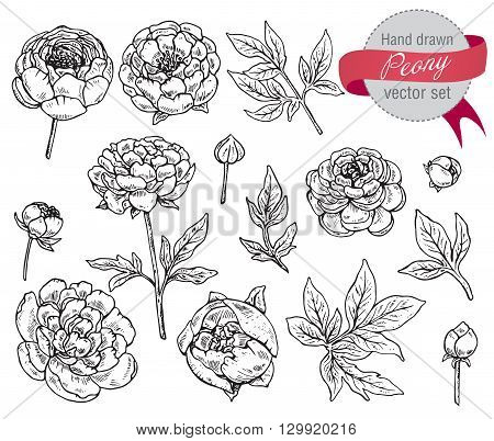 Vector collection of hand drawn peony flowers and leaves isolate on white background