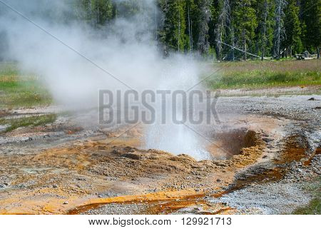 Seething Aurum Geyser Yellowstone National Park, Wyoming, USA