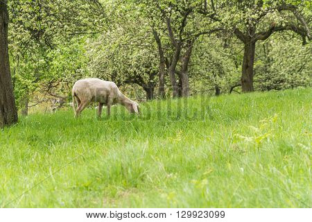 sheeps on grass in the bautiful orchard