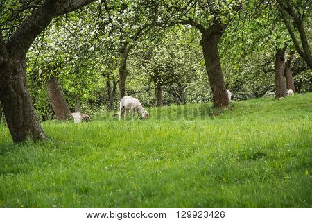 sheeps on grass in the bautiful orchard