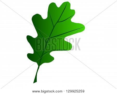 oak ,Quercus petraea , isolated oak leaf ,