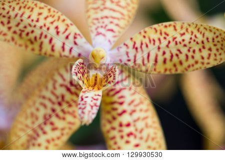Macro Close up of a yellow renanthopsis orchid