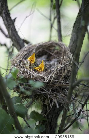 Bird's Nest With Chicks In A Tree.