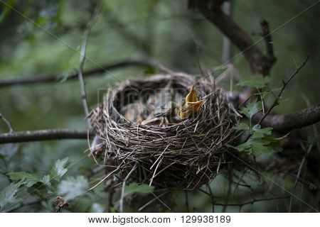 Bird's Nest With Chicks In A Tree.