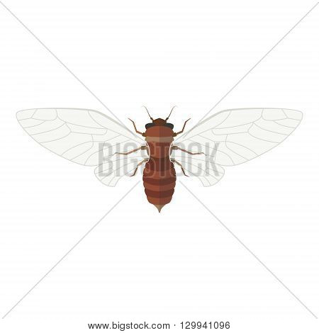 Cicada vector illustration. Isolated insect with open wings on white background