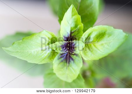 Close-up of basil plant Ocimum basilica - culinary herb of the family Lamiaceae mints with green leaves over light background. Is also called great basil or Saint-Joseph`s-wort, `king of herbs` and the `royal herb`