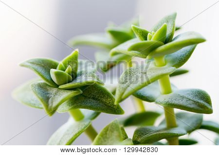 Close-up of green succulent ornamental plant over light background