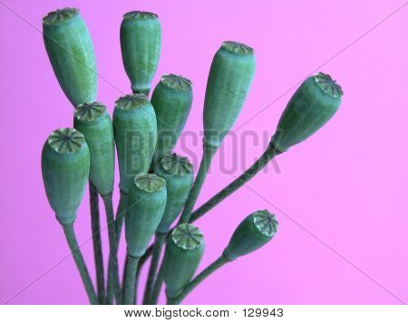 Baccelli di papaveri