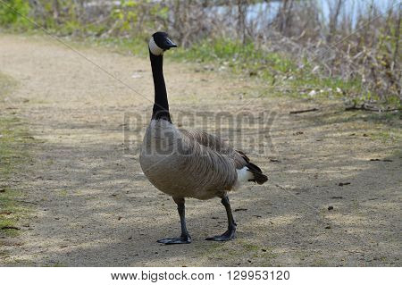 Geese in the wetland during the spring