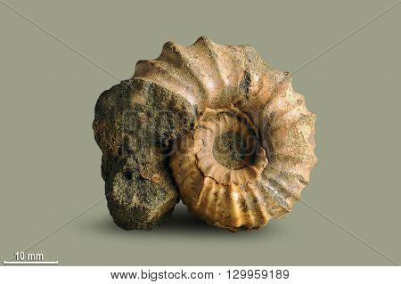 Ammonite - fossil mollusk. Ammonites lived in the ancient ocean 175 million years ago. 
The Ammonite was found in an expedition in search of fossil specimens.