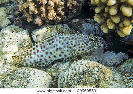 Humpback grouper (Cromileptes altivelis) on the coral reef - Red Sea