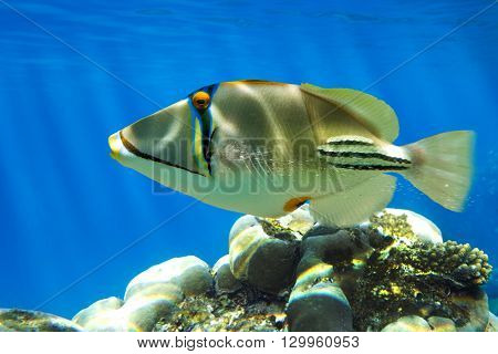 Picasso triggerfish (Rhinecanthus aculeatus) on the coral reef - Red Sea
