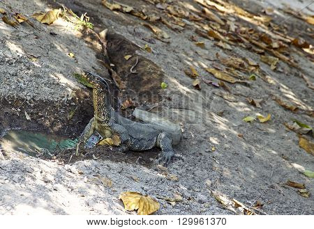 large lizard on the island of Koh Racha Thailand South East Asia