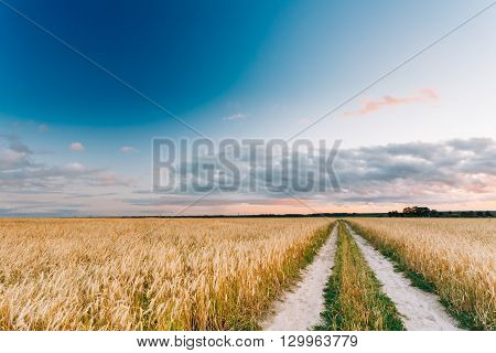Rural Countryside Road Through Wheat Field. Yellow Barley Field In Summer. Agricultural Season, Harvest Time. Colorful Dramatic Sky At Sunset Sunrise.